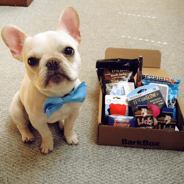 tan french bulldog wearing bowtie next to barkbox delivery