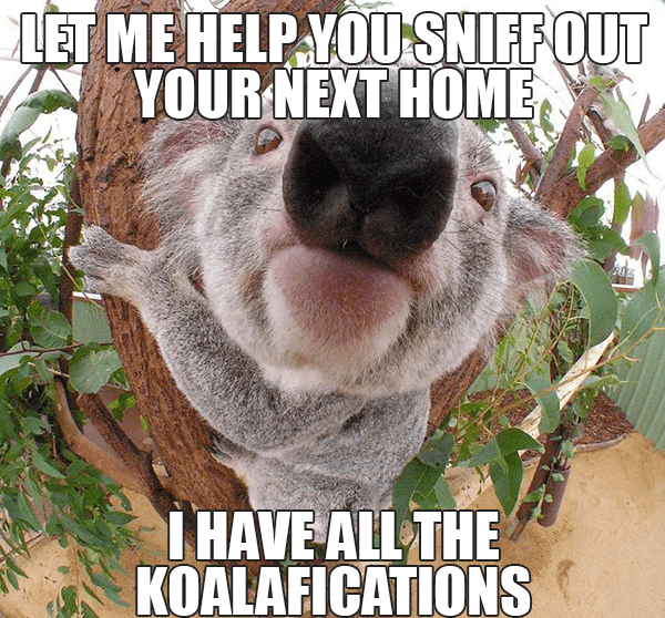koala koalafications real estate meme