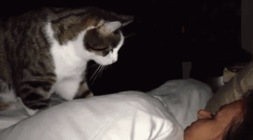 cat waking you up