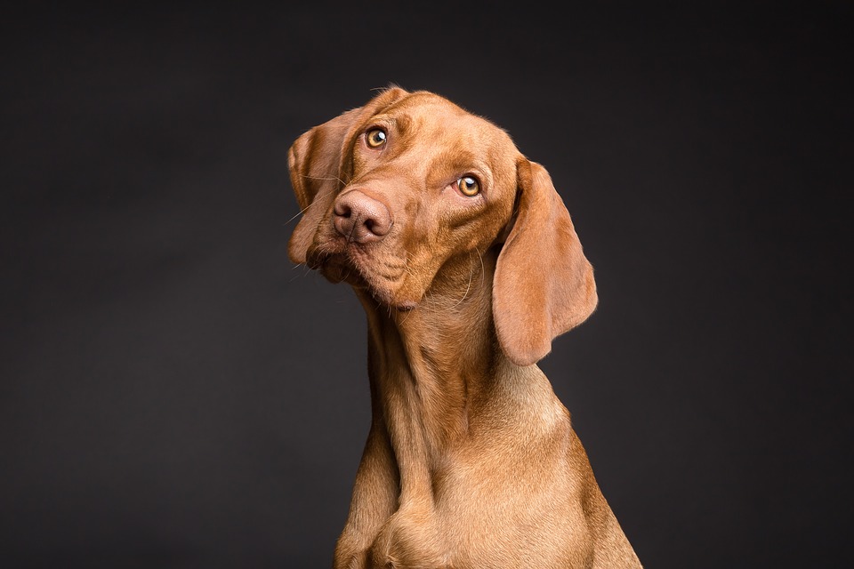 professional picture of dog with grey backdrop