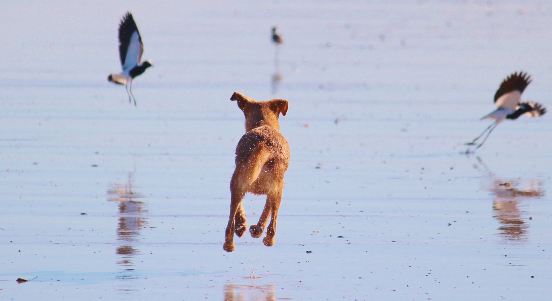 dog hunting chasing birds on beach