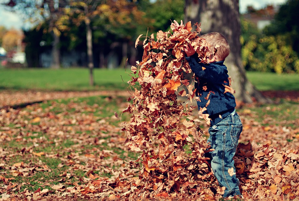 little boy playing in autumn leaves